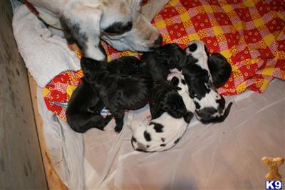 Puppies in WA